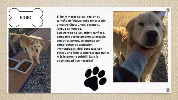 alecitha80's tweet photo. Perritos para adopción. Porfavor ayudar a difundir http://t.co/CrwsEOw5qe