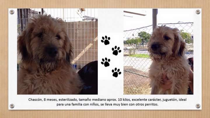 alecitha80's tweet photo. Perritos para adopción. Porfavor ayudar a difundir http://t.co/CrwsEOw5qe
