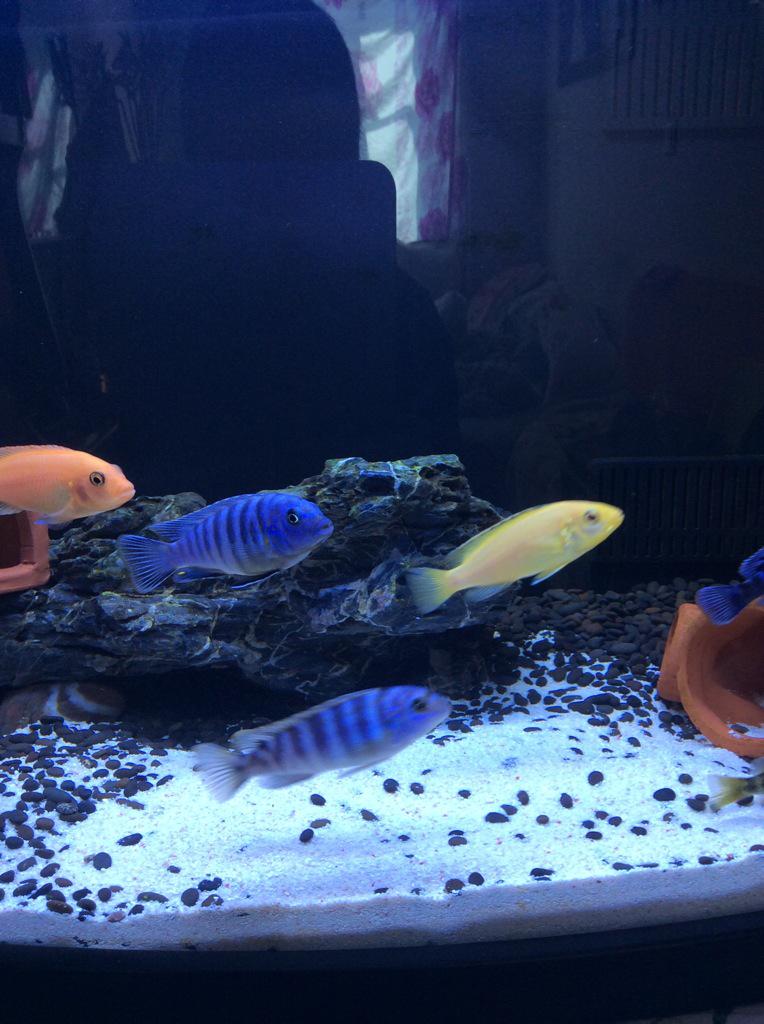 lure-明天 (@997895545) on Twitter photo 