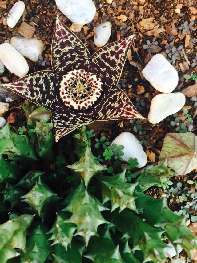 Soqi Wapadrand tweet media