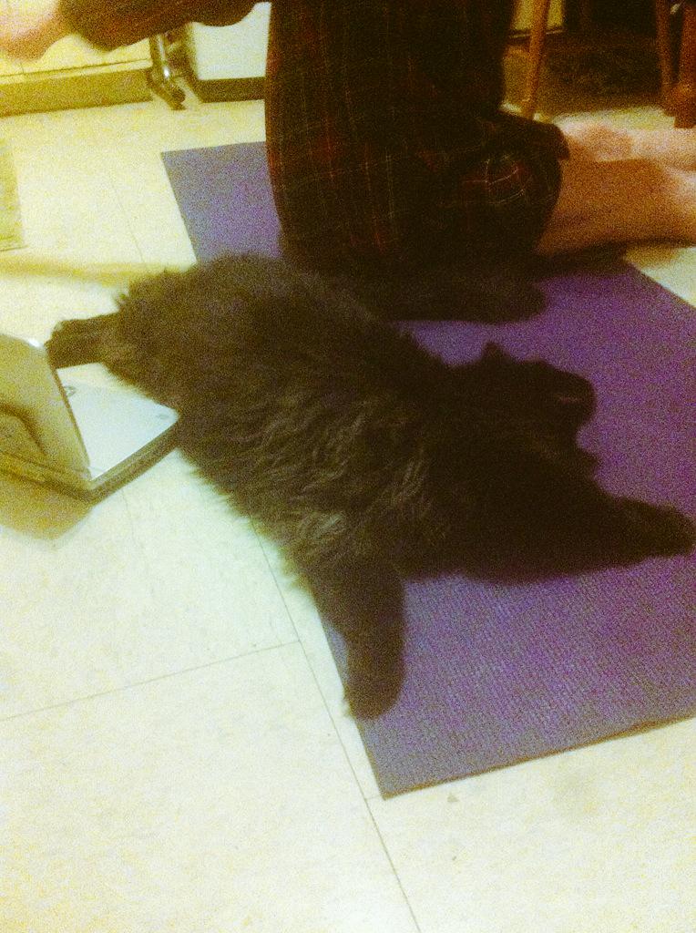 dburgerss's tweet image. #catpilates