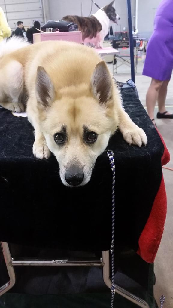 klubk9's tweet photo. I took Best of Opposite Sex today at the Herding Specialty in Sacramento, Ca! #DogShow #AKCNorwegianBuhund http://t.co/4hFTTU51zR
