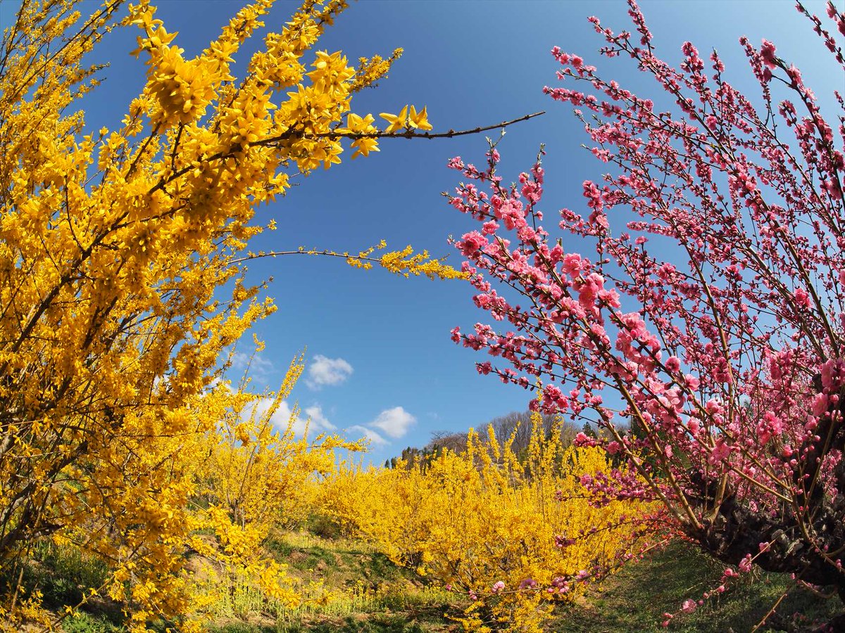 画像を等倍で表示します 画像