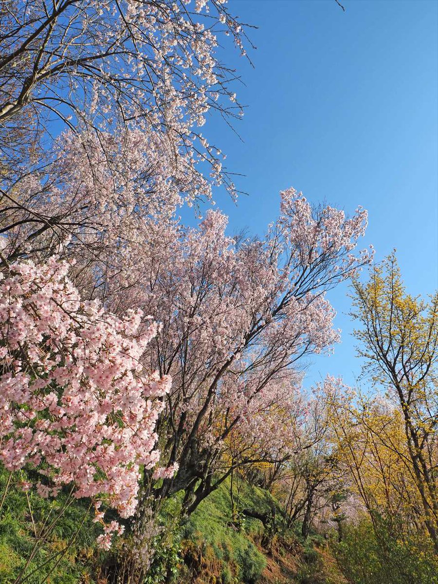 画像を等倍で表示します 画像