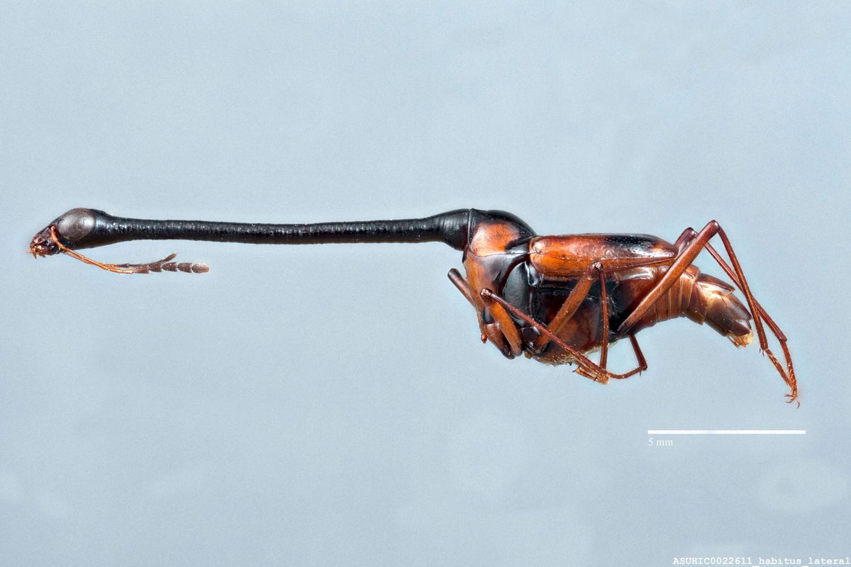 GYZhang2's tweet photo. If you don't think this is outrageous, I don't know what else is. Diatelium. More public domain images by @taxonbytes http://t.co/F6cqpEMwDR