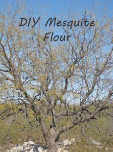 PreparedBlogger's tweet photo. How to Forage Mesquite Beans and Make Flour | @PintSizeFarm | http://t.co/4esNegl2Hw | #prepbloggers http://t.co/uh5i51kzss