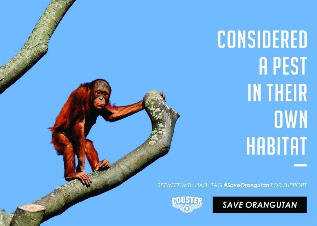 Bantu sebarkan @COUSTERstore <a href="/warriors_solo/">Official WARRIORS</a> <a href="/WarriorsSragen/">Warriors Sragen</a> <a href="/Warriors_Krngyr/">Warriors_Karanganyar</a> #SaveOrangutans  #SaveOrangutans