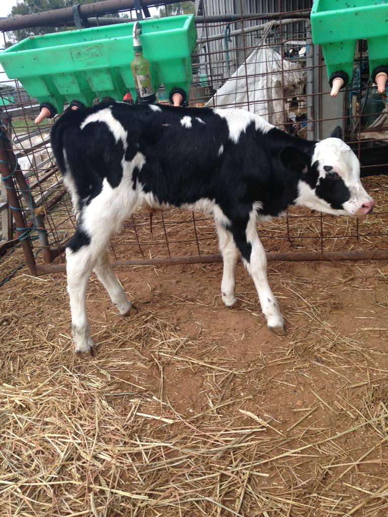 polepositiongen's tweet image. Daughter of 506HO00710 Favorite @westdama @SDBreeders @FunWithBulls