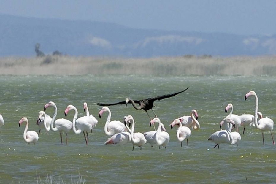 A Black Flamingo Spotted In Cyprus May Be The Only One Of Its Kind Ever Seen