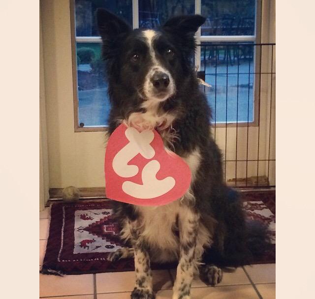 morgan beanie baby