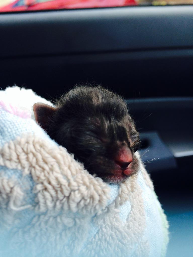 Miyuki 岡山在住の方で 本日生まれたての子猫オスを育ててくれる方いませんか 毛は黒で しっぽは長い スーパーの駐車場で 生まれたての猫を拾いました できればこの土日中にお返事ください Http T Co 780xqga8al