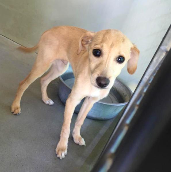 pupaid's tweet image. Rescue pets are often confused, vulnerable &amp;amp; lonely. Visit ur local rescue centre today &amp;amp; help save a life :) #adopt