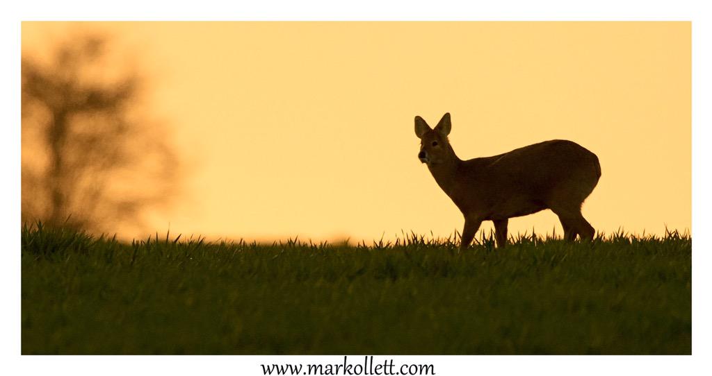 Another of the Chinese Water Deer. #Chinesewaterdeer #NorfolkBroads #sunset #deer #nikon