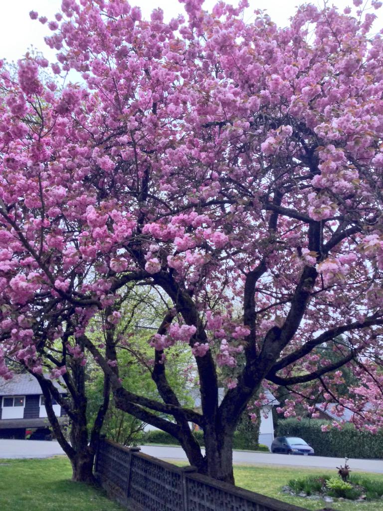 ChrisseaTea's tweet photo. #CherryTree #CherryBlossoms #Beautiful What a beauty! #LovelyTree Had to stop and take a pic💜🌸 #SurreyBC #TrueSurrey http://t.co/UWsLxwExam