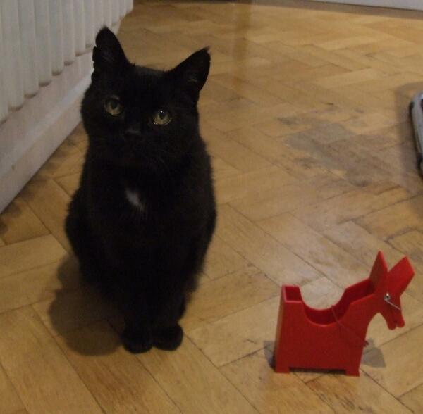 MYSADCAT's tweet photo. My cat is sad because he has just found out that the horses in today's Grand National are not there out of choice. http://t.co/9QAGCBvFvS