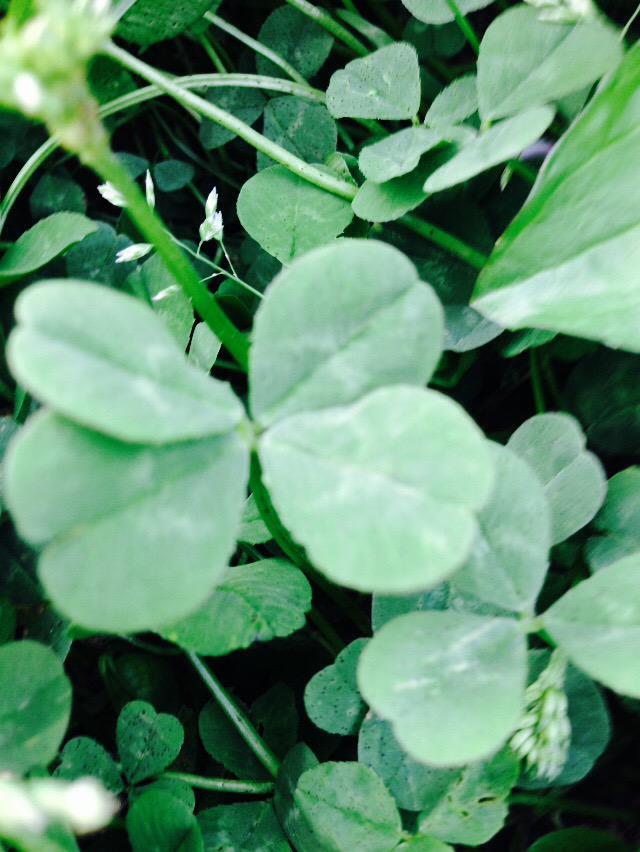 nattu0204's tweet image. 今日はTayMamaが早くよくなるように
四つ葉みつけてきた！！
#PrayforAndreaSwift 
#PrayForMamaSwift