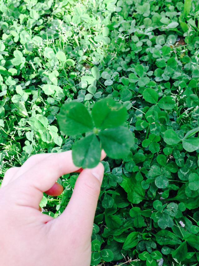 nattu0204's tweet image. 今日はTayMamaが早くよくなるように
四つ葉みつけてきた！！
#PrayforAndreaSwift 
#PrayForMamaSwift