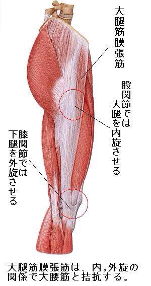 体軸 リハビリテーションアカデミー En Twitter 膝伸展制限因子 大腿筋膜張筋 腸脛靭帯 膝関節軸と筋の走行により膝屈曲作用 と 下腿外旋作用による伸展阻害 Http T Co Hdrl7k4pre Http T Co Tazgeouqte
