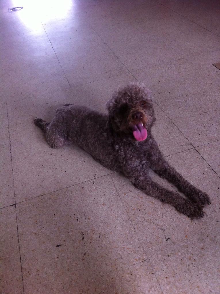rafiyaaa31's tweet photo. Este perro ha desaparecido por la barriada del Rocio ayer sobre las 14:40. Si alguien lo ve contacte conmigo. RT XFI http://t.co/sVn7jFNoZj