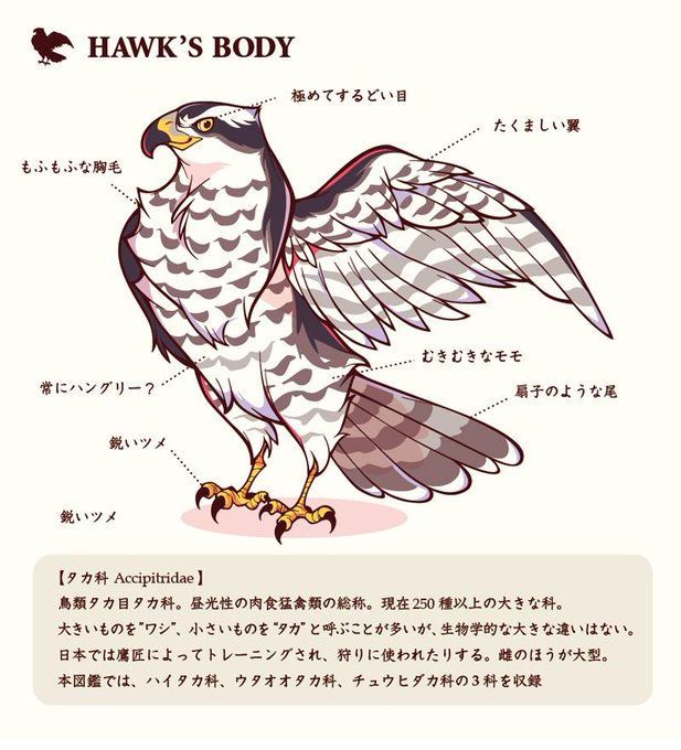 オオタカのtwitterイラスト検索結果 古い順
