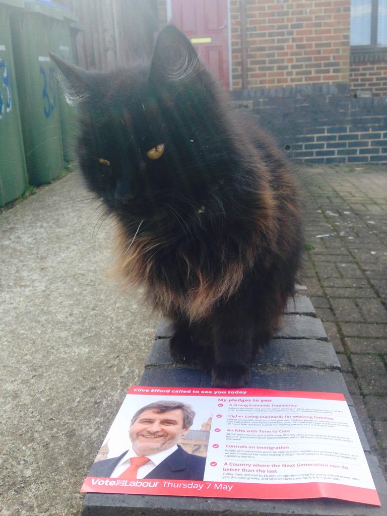 DanLThorpe's tweet photo. This little one thinks @CliveEfford would be the purrrfect representative for #Eltham #catsforLabour #voteClive http://t.co/iynxbZu1Y9
