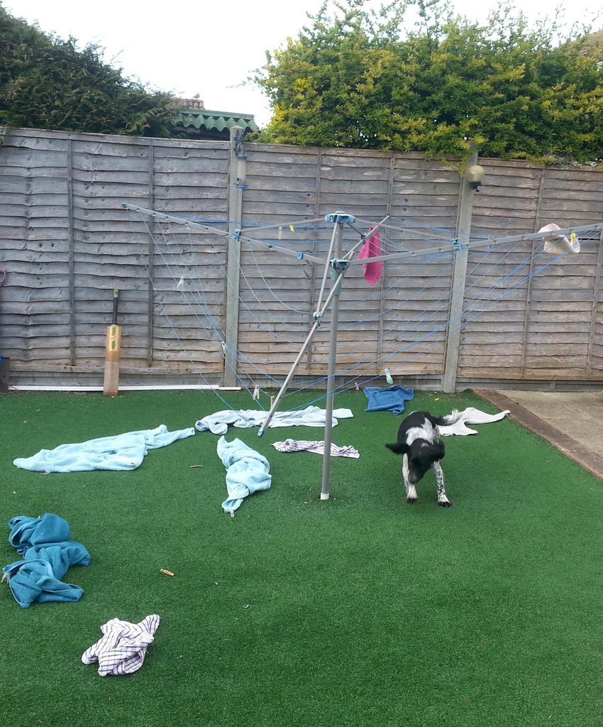 HantsFireDogs's tweet image. I thought she was quiet! 
Bad girl Millie!