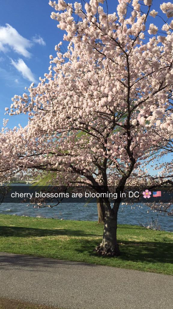 Beautiful morning for a run. If you're ever in Washington during the Cherry Blossom Festival you should check it out.