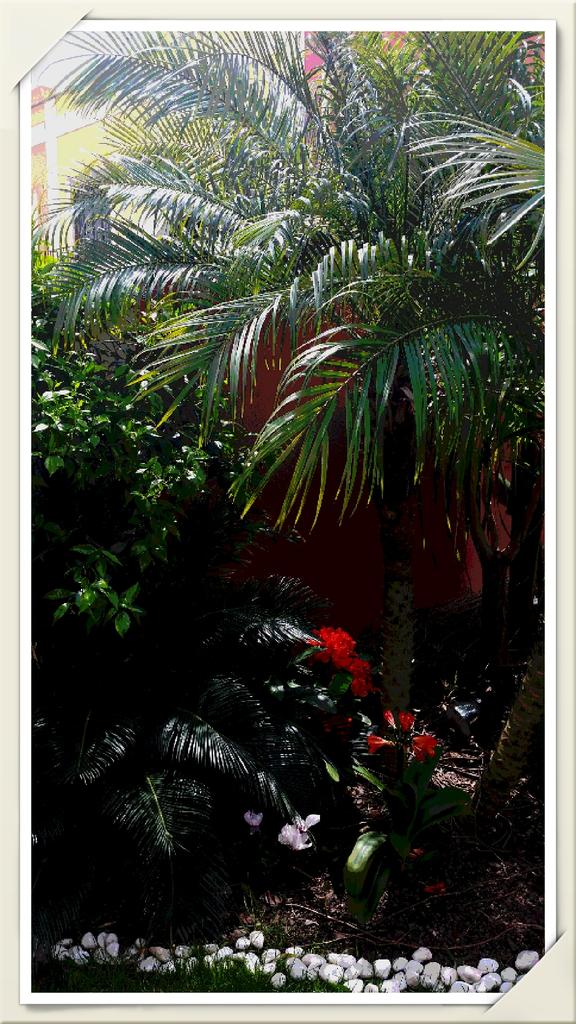 MontseAgro's tweet photo. Little garden http://t.co/yj38xEk3Ps