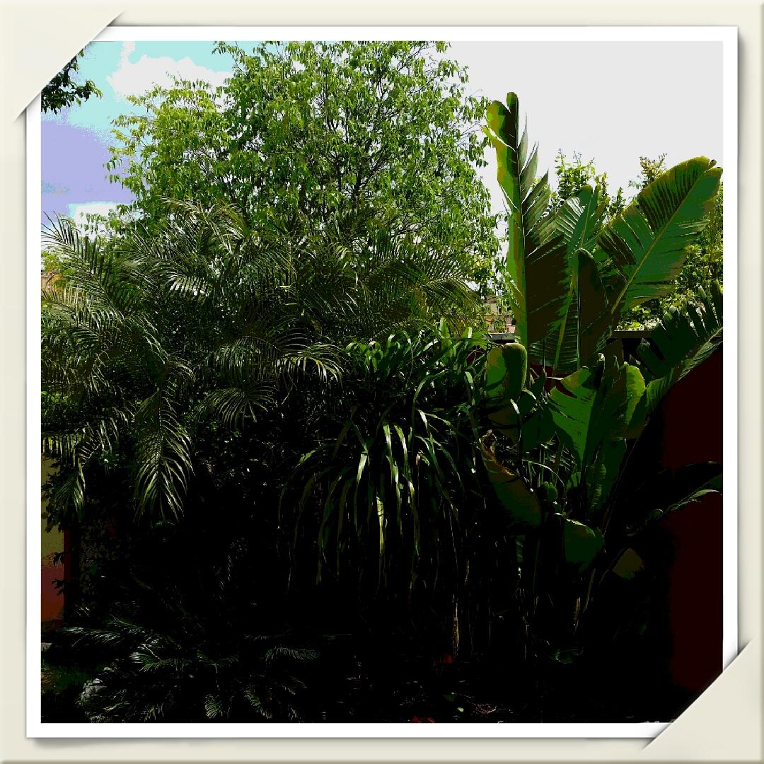 MontseAgro's tweet photo. Little garden http://t.co/yj38xEk3Ps