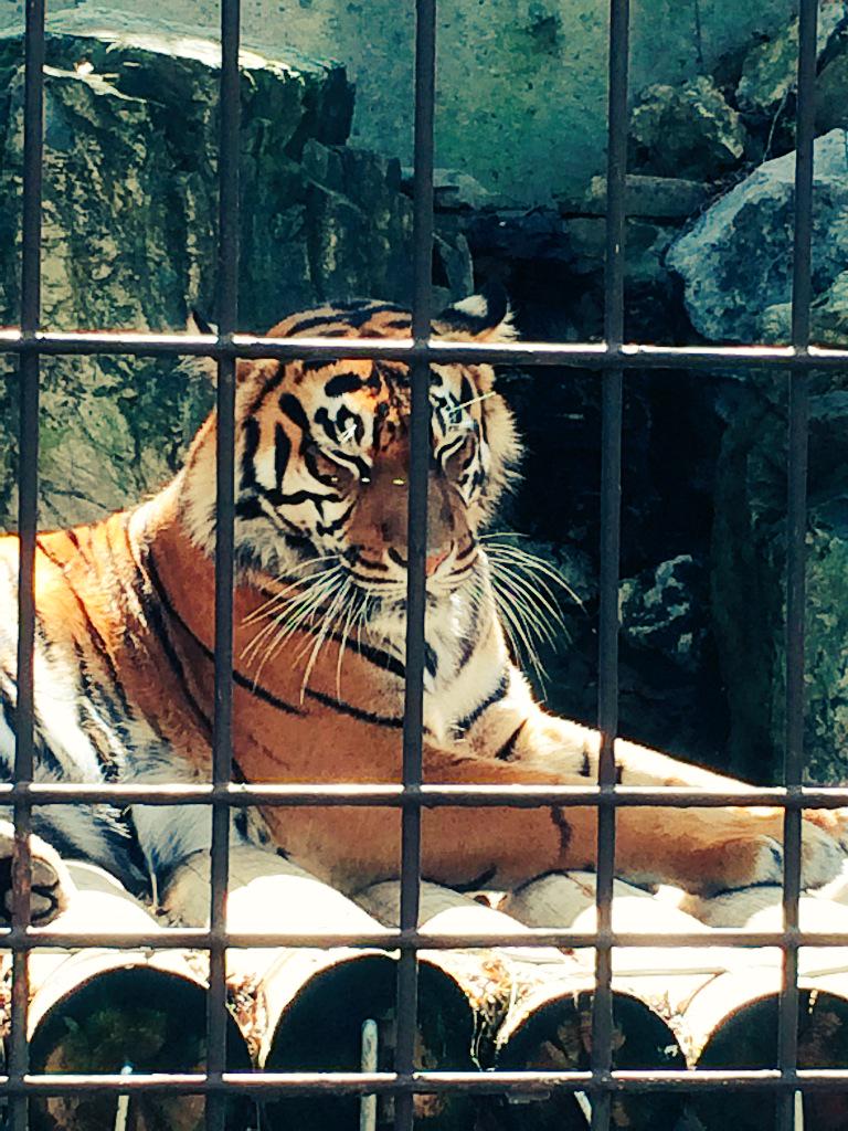 東山どぅー物園 悔いはない 