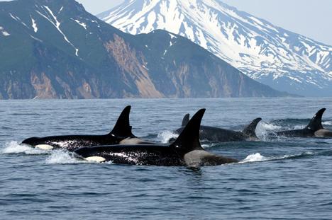 high50_US's tweet photo. Menopausal killer whales have it all - they are leaders who help the rest of the pod thrive http://t.co/LNNuHpHJzr http://t.co/BRXVigcXAA