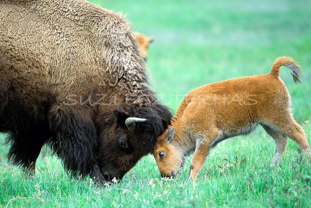 thechargebuffs's tweet photo. Welcome to @CUBoulder baby Buffs! #GoBuffs http://t.co/vGAL6wiwLy