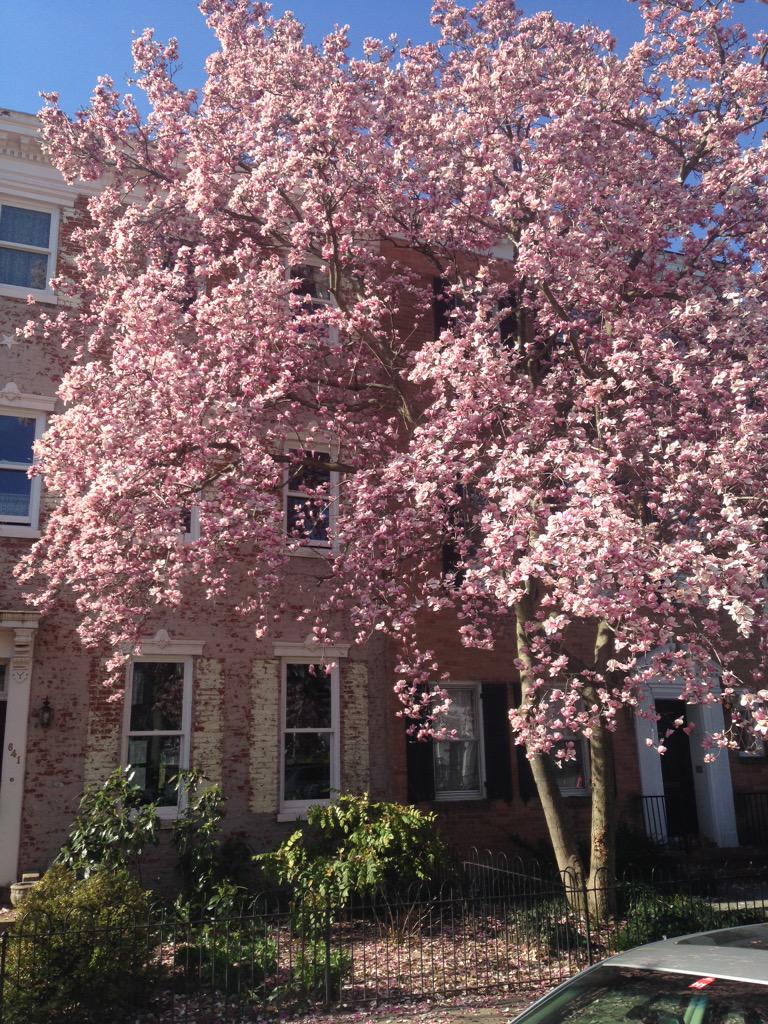 donnaope1's tweet photo. Enjoying my last trip to DC as a family guest #MagnificentMagnolia http://t.co/MwLupQLlMT