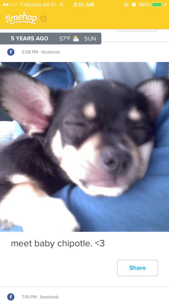 Mandyland77's tweet photo. Who would've known that 5 years ago our lives would be changed with one baby chihuahua #chippychip #Chipotle http://t.co/2IJrPQexC3