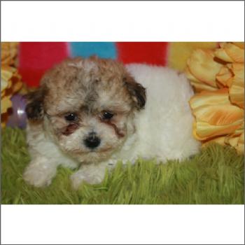BowWowBabiesNY's tweet photo. #poodle #puppylove #puppy #puppyplay #bowwowbabies #teacup #micro #nonshedding http://t.co/J1KOnPs99j