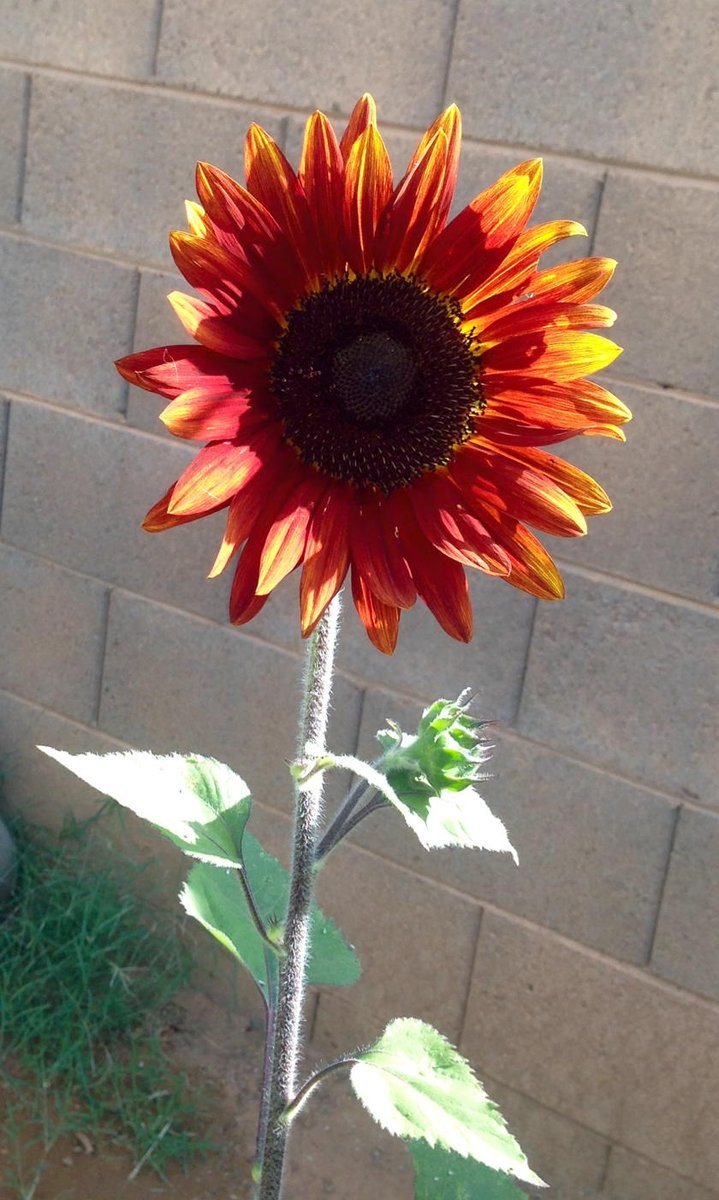 amylo480's tweet photo. I planted this in December ;) http://t.co/zrsfQAJt70