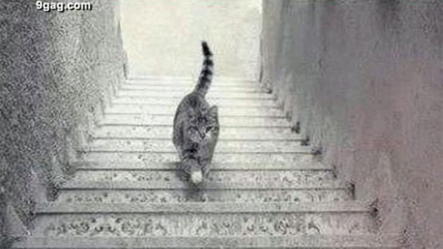It's another debate storming social media! So is the cat going up or down? abc7.la/1GxzPb9