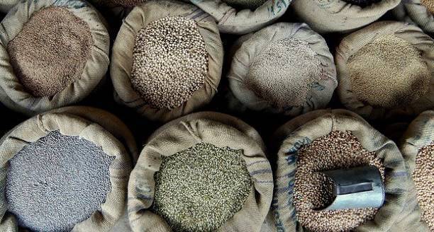 LorenzoAmato1's tweet image. RT cnrexpolab RT 4expo: Expo 2015 "Cereali e Tuberi" si presenta al mondo #Expo2015 #GlamF…