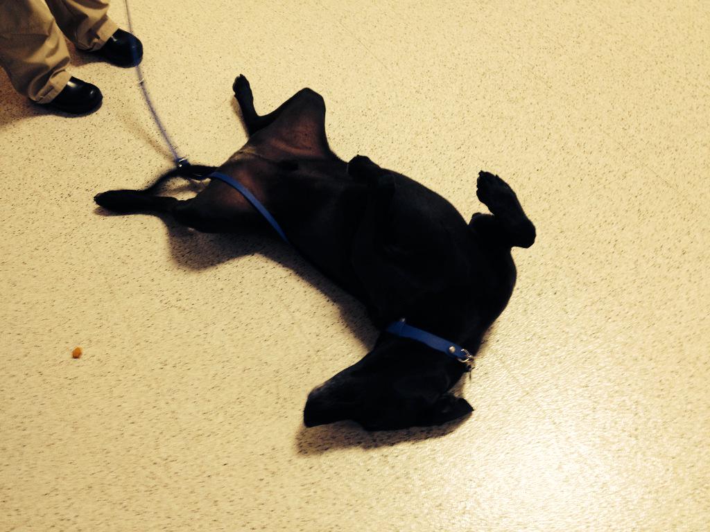 TempleManager's tweet photo. Best trick of the day!! Play dead!! #PetSmartEvent #eastplains #PetParenthood http://t.co/ZuRzzU19FZ