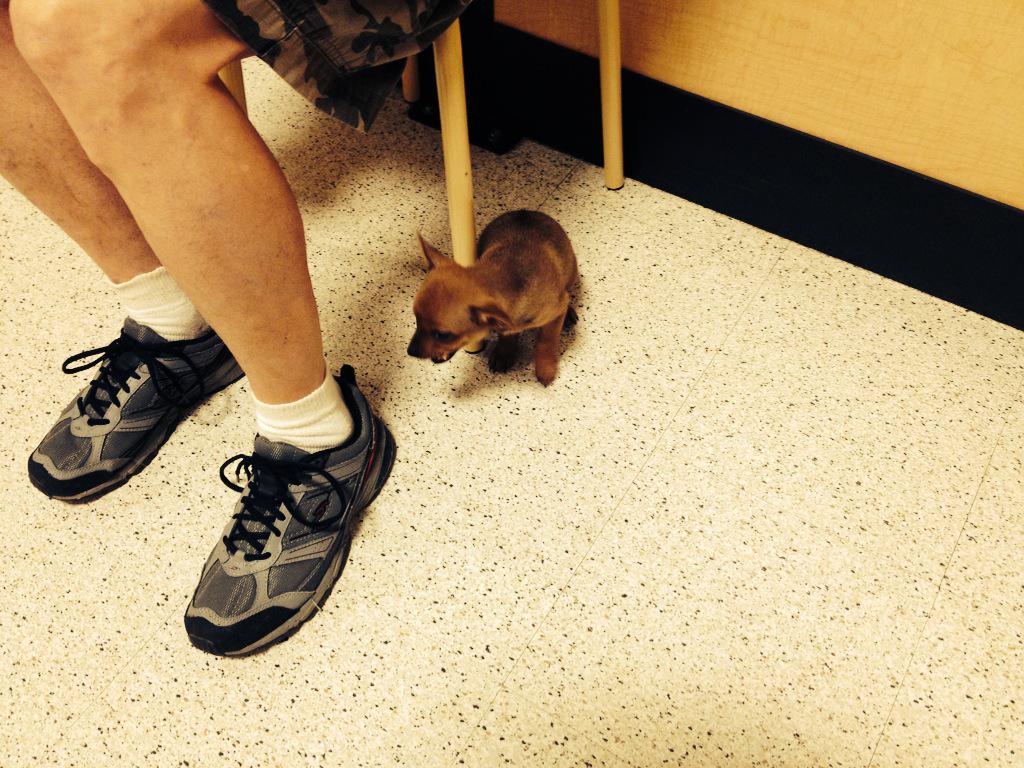 TempleManager's tweet photo. Love the DentaStix!!! #PetSmartEvent #eastplains #PetParenthood http://t.co/WXZWe8HxZp