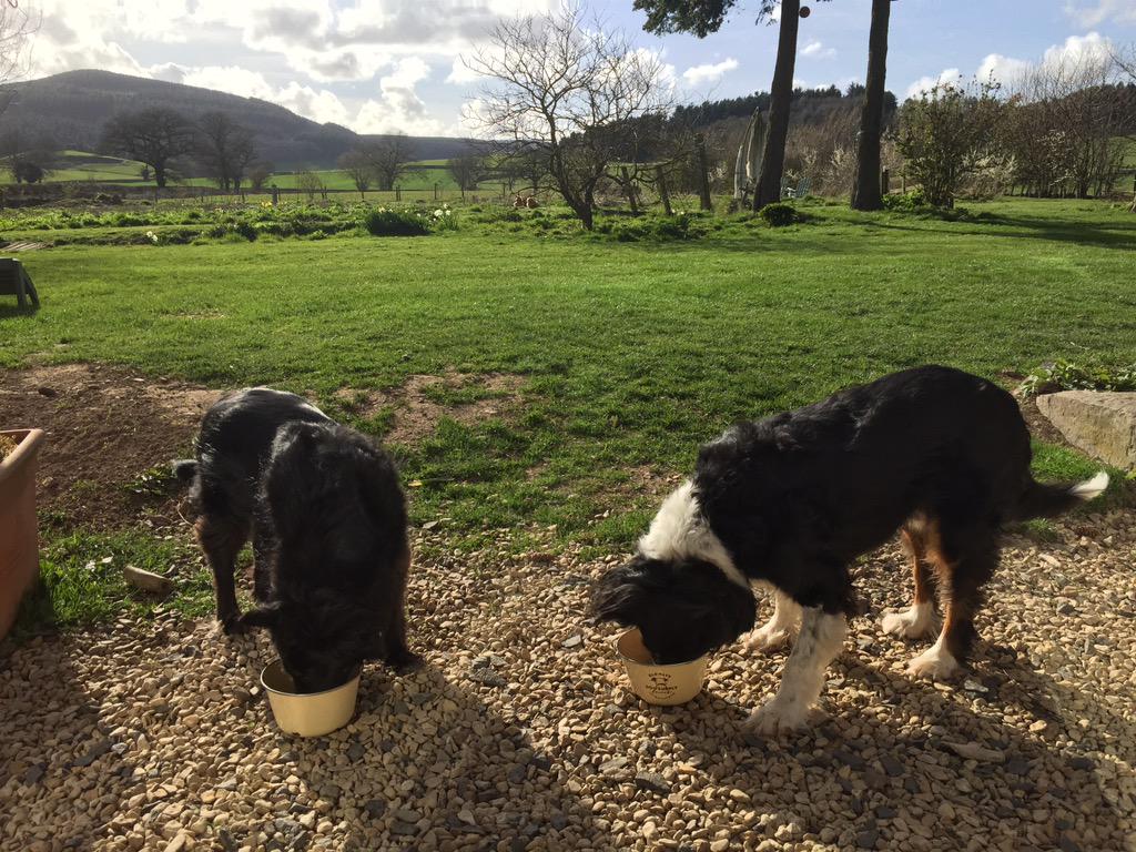 TheBandBAcademy's tweet photo. Dinner this evening - @burnspetfood kibble topped with a softly poached egg served Al fresco #BnBDogs http://t.co/YwrH8C9C2E