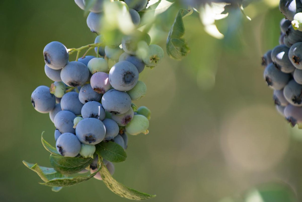 janeteastman's tweet photo. Secret to growing highbush blueberries: #KymPokorny #OregonStateExt http://t.co/YErHgn9SOu via @Oregonian http://t.co/hN7KAcNCXb