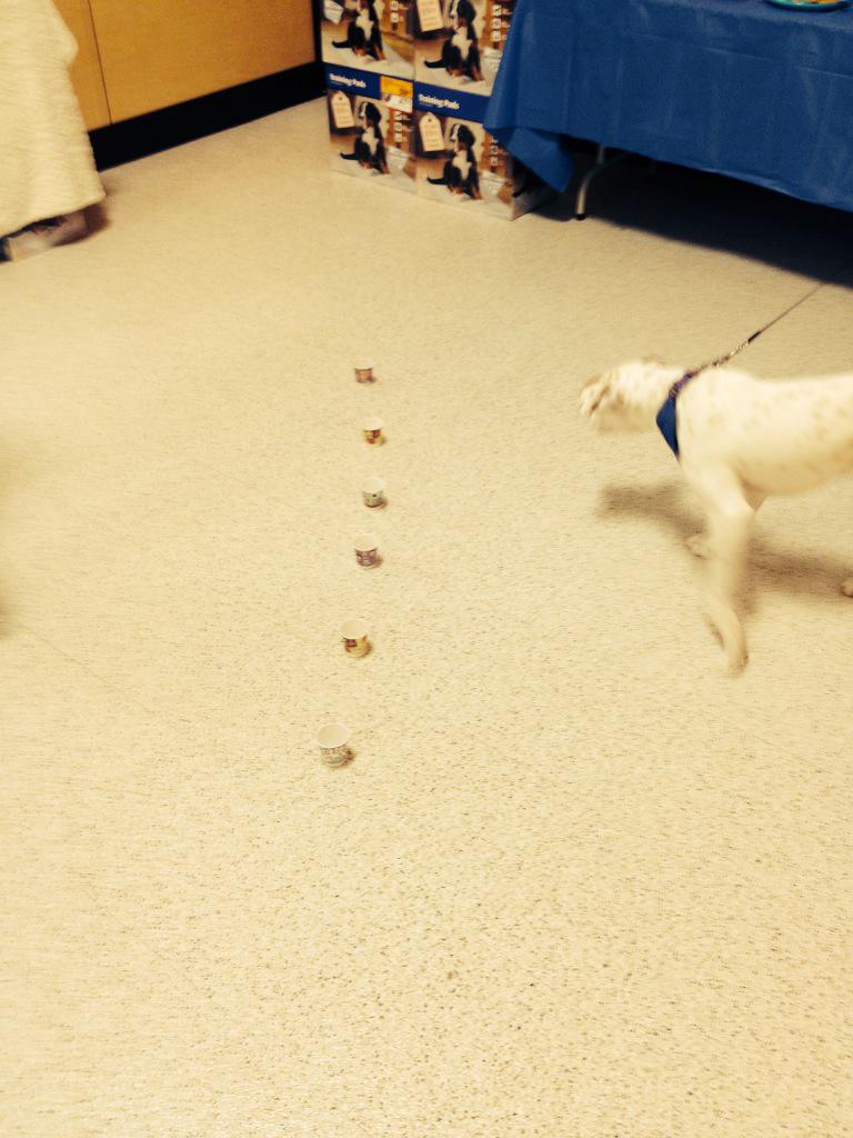 TempleManager's tweet photo. Which to choose??? #PetParenthood #eastplains #PetSmartEvent http://t.co/tJgd4xc5St