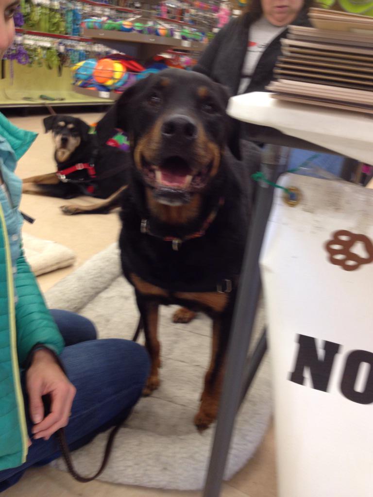 NERRNE's tweet photo. Saqqara is here visiting!  Big thanks to @onebigassdog for making the trip from Maine! http://t.co/xXVm7J09uc