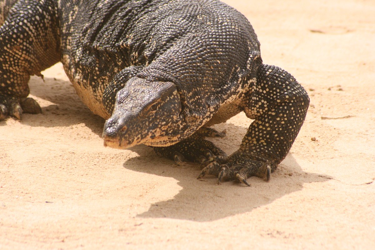 gilesquick's tweet photo. Sri Lankan pet....... http://t.co/cW9s9SRKc6