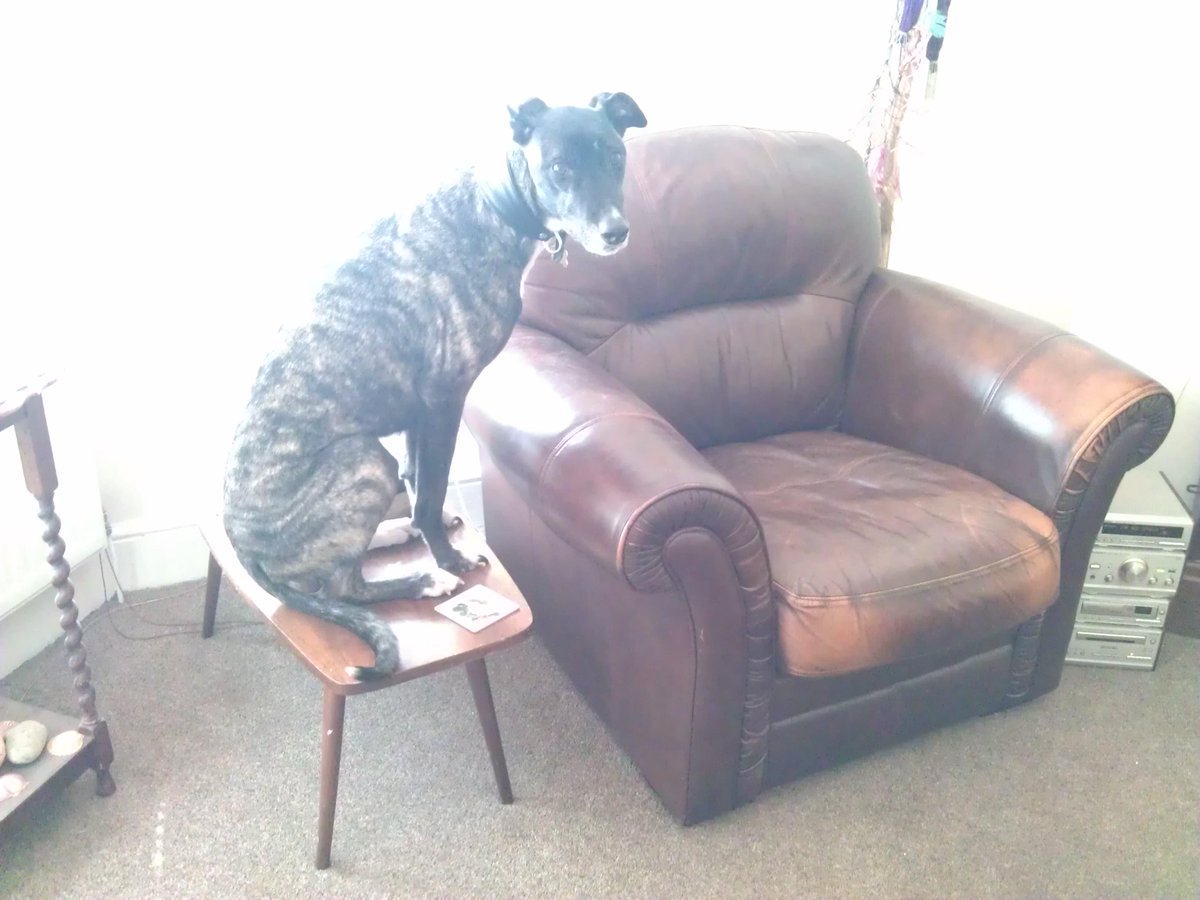 BubbulaHound's tweet photo. She said I can't sit on the armchair. She didn't say anything about coffee tables. http://t.co/uVzyKYPt8Z