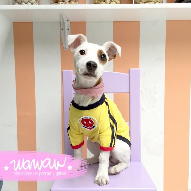 WawawRopaPerros's tweet photo. Chinita, #JackRussellWawaw, también fue convocada por #PETkerman y se fue de aquí estrenando #CANiseta para #WawawC… http://t.co/woZ4hlwn44