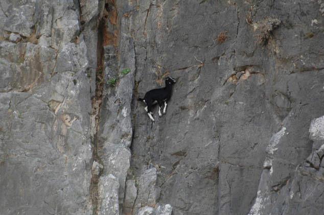 WelcomingEarth's tweet photo. Goats have some crazy balance http://t.co/GFNPr5yGfQ