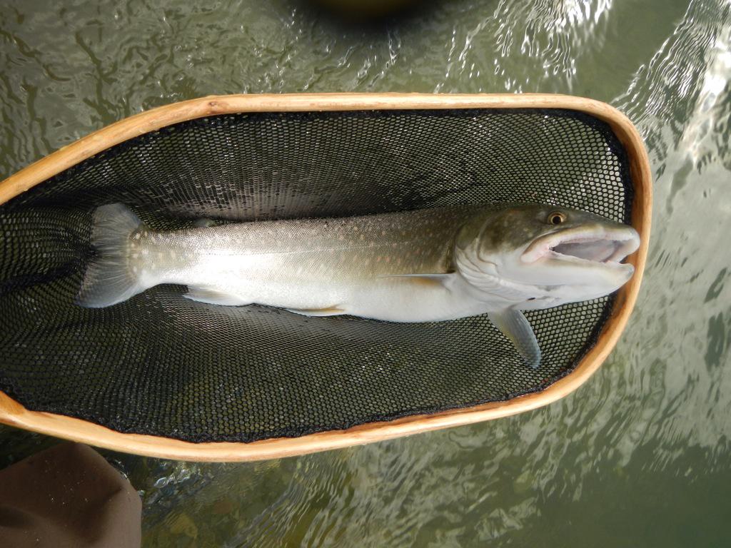 Cliff_Razzo's tweet image. Today was a great day swinging streamers for Bull Trout on the #Kootenay River #flyfishing