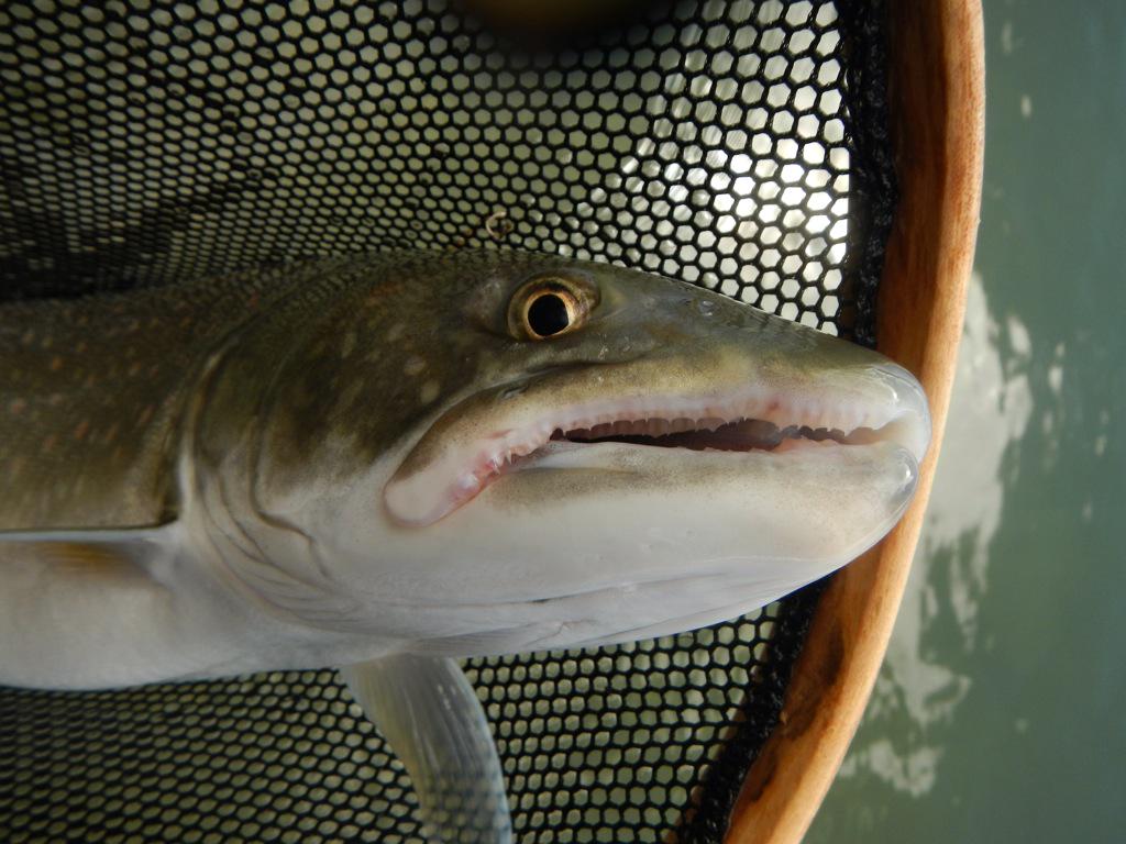 Cliff_Razzo's tweet image. Today was a great day swinging streamers for Bull Trout on the #Kootenay River #flyfishing